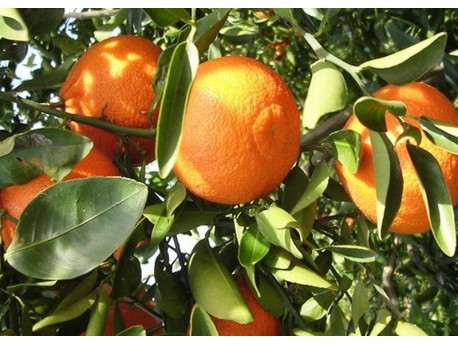 Mandarine Ortanique Bio